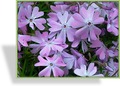 Phlox, Teppichphlox, Phlox subulata 'Emerald Cushion Blue'