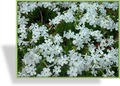 Phlox, Teppichphlox, Phlox subulata 'White Delight'