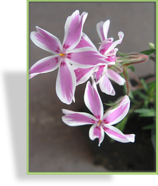 Phlox, Teppichphlox, Phlox subulata 'Kimono Pink-White'