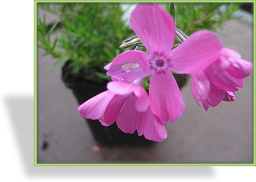 Phlox, Teppichphlox, Phlox subulata 'Mac Daniels Cushion'