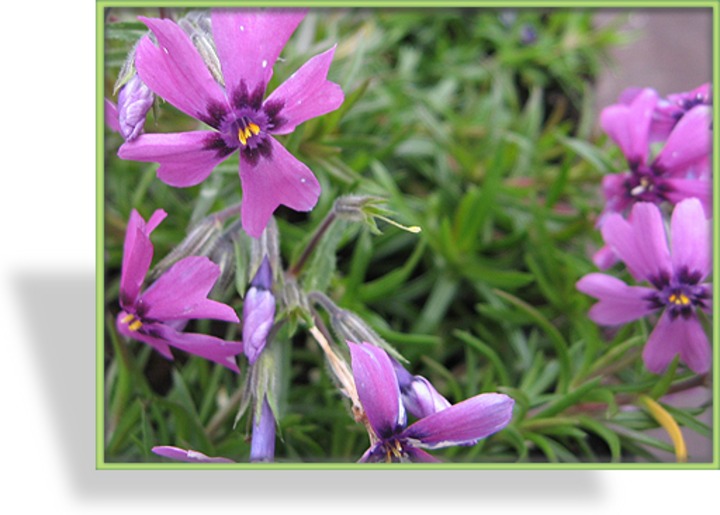Phlox, Teppichphlox, Phlox subulata 'Samson'