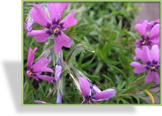 Phlox, Teppichphlox, Phlox subulata 'Samson'