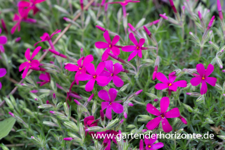 Teppich-Flammenblume, Phlox douglasii 'Ochsenblut'