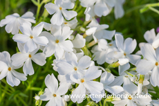 Polster-Flammenblume, Phlox subulata 'Calvides White'