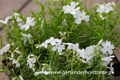 Polster-Flammenblume, Phlox subulata 'Snowflake'