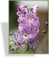 Rittersporn, Delphinium pacific 'Astolat'