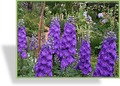 Rittersporn, Delphinium pacific 'Black Knight'