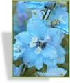 Rittersporn, Delphinium pacific 'Summer Skies'