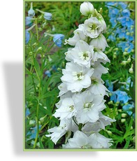 Rittersporn, Delphinium Pacific 'Excalibur Weiß'