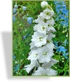 Rittersporn, Delphinium Pacific 'Excalibur Weiß'