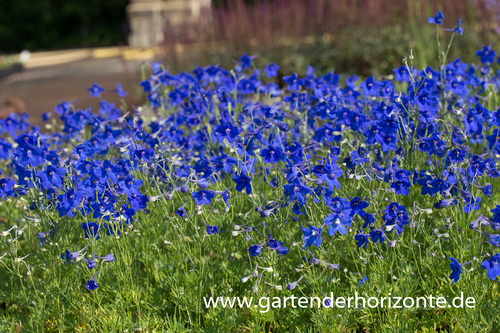 Großblütiger Zwerg-Rittersporn, Delphinium grdfl.'Blauer Zwerg'