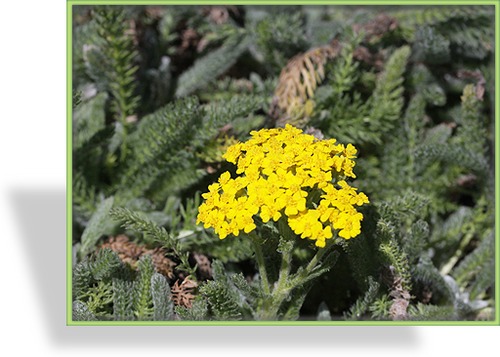 Schafgarbe, Steingarten-Polstergarbe, Achillea tomentosa