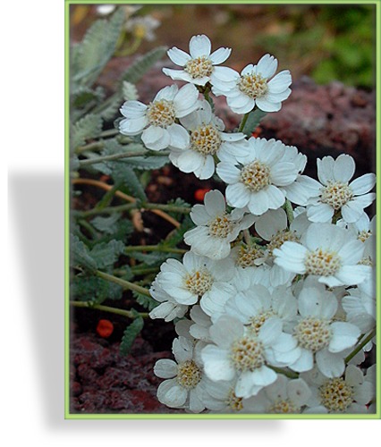 Schafgarbe, Zwergschafgarbe, Achillea umbellata