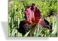 Schwertlilie, Iris barbata-elatior 'Respectable'
