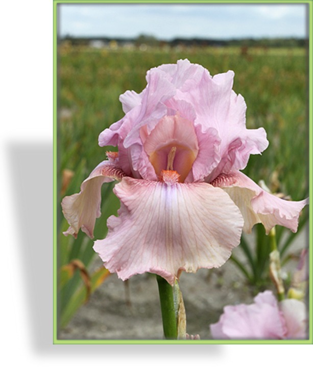 Schwertlilie, Iris barbata-elatior 'Blushing Pink'