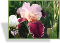 Schwertlilie, Iris barbata-elatior 'Changing Times'