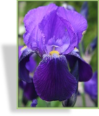 Schwertlilie, Iris barbata-elatior 'Dark Triumph'