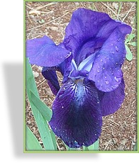 Schwertlilie, Iris barbata-elatior 'Eleanor Roosevelt'