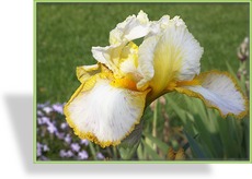 Schwertlilie, Iris barbata-elatior 'Gold Trimmings'