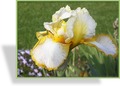 Schwertlilie, Iris barbata-elatior 'Gold Trimmings'
