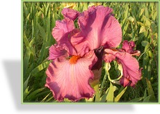Schwertlilie, Iris barbata-elatior 'Mulled Wine'