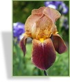 Schwertlilie, Iris barbata-elatior 'Natchez Trace'