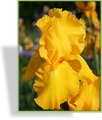 Schwertlilie, Iris barbata-elatior 'Ola Kala'