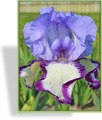 Schwertlilie, Iris barbata-elatior 'On Edge'