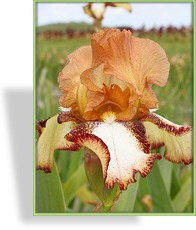 Schwertlilie, Iris barbata-elatior 'Siva Siva'