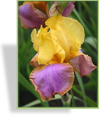 Schwertlilie, Iris barbata-elatior 'Sunset Sky'