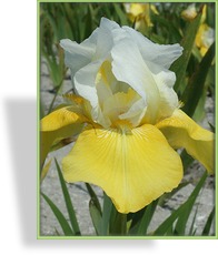 Schwertlilie, Iris barbata-elatior 'Tulip Festival'