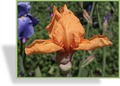 Schwertlilie, Iris barbata-elatior 'Piroschka'