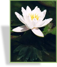 Seerose, Zwergseerose