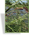 Segge, Sumpfsegge, Carex acuta (gracilis)