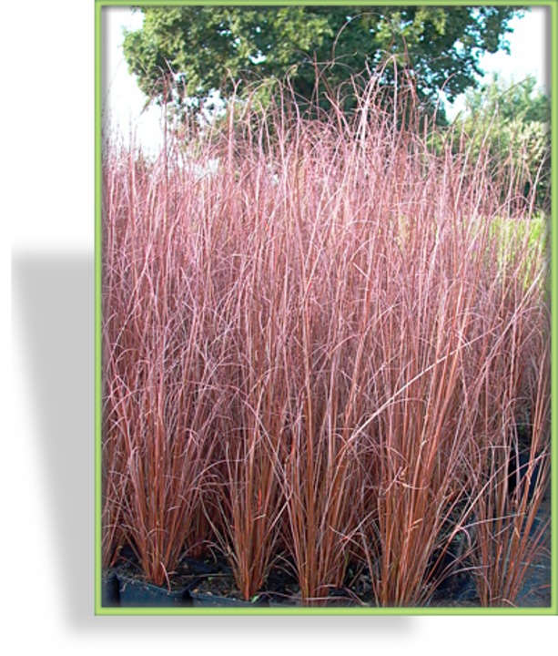 Segge, Rotbraune Segge, Carex buchananii