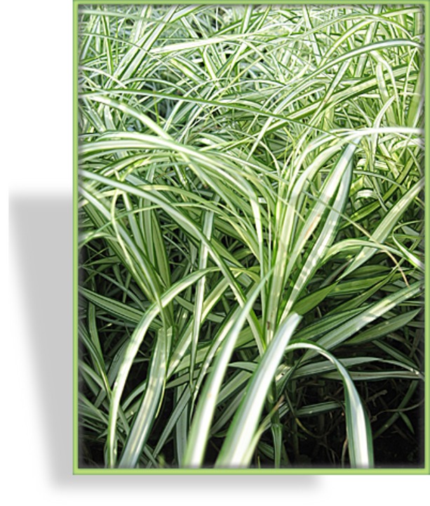 Segge, Palmwedelsegge, Carex muskingumensis 'Silberstreif'