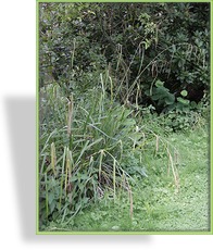 Segge, Riesensegge, Carex pendula