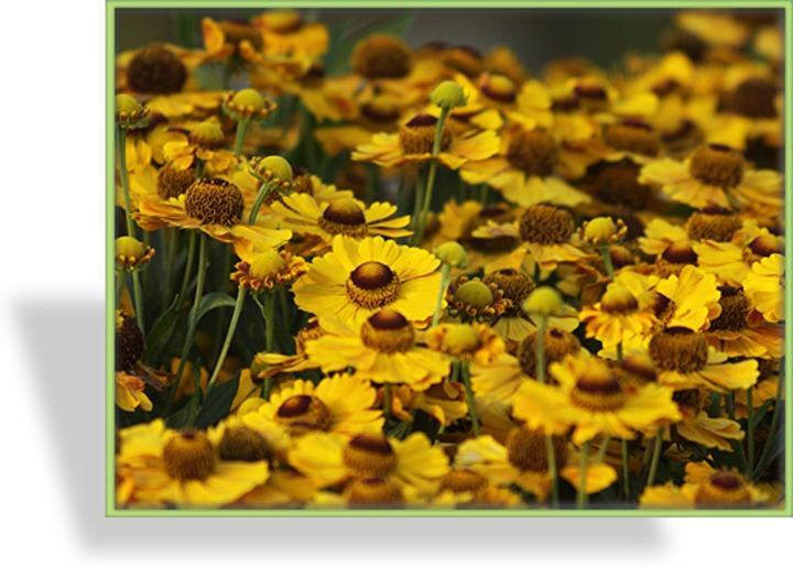 Sonnenbraut, Helenium hybride 'Goldrausch'