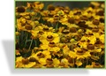 Sonnenbraut, Helenium hybride 'Goldrausch'