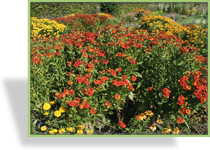 Sonnenbraut, Helenium hybride 'Baudirektor Linne'