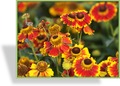 Sonnenbraut, Helenium hybride 'Biedermeier'