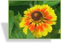 Sonnenbraut, Helenium hybride 'Flammenrad'