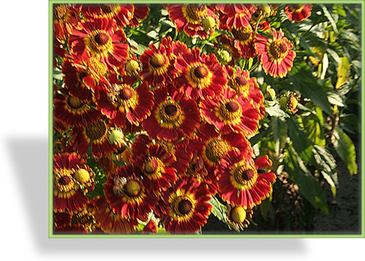 Sonnenbraut, Helenium hybride 'Königstiger'