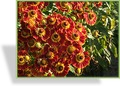 Sonnenbraut, Helenium hybride 'Königstiger'