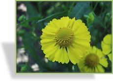 Sonnenbraut, Helenium hybride 'Kugelsonne'