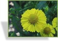 Sonnenbraut, Helenium hybride 'Kugelsonne'