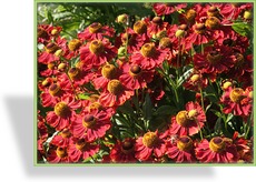 Sonnenbraut, Helenium hybride 'Mahagoni'