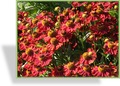 Sonnenbraut, Helenium hybride 'Mahagoni'