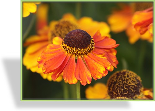 Sonnenbraut, Helenium hybride 'Mardi Gras'