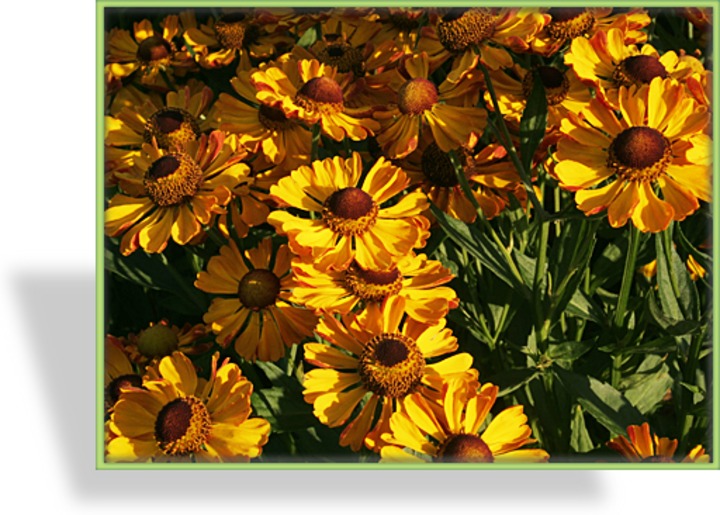 Sonnenbraut, Helenium hybride 'Rauchtopas'